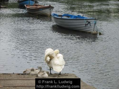 Swan and Cygnets